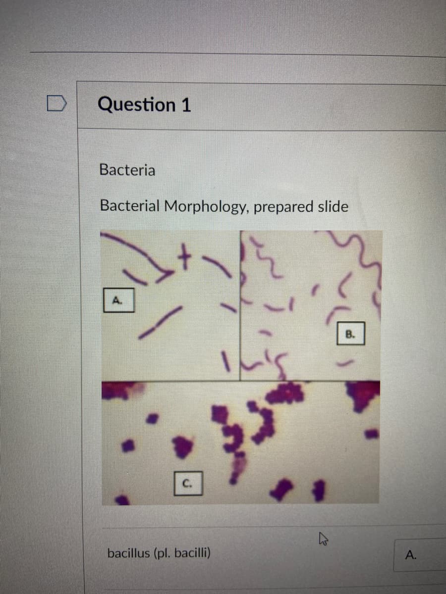 Question 1
Bacteria
Bacterial Morphology, prepared slide
A.
bacillus (pl. bacilli)
А.
