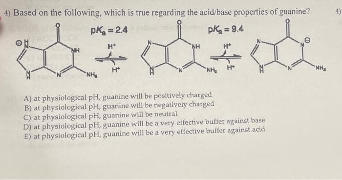 4) Based on the following, which is true regarding the acid/base properties of guanine?
pk = 2.4
pk = 9.4
H*
NH₂
H+
NH
NH₂
A) at physiological pH, guanine will be positively charged
B) at physiological pH, guanine will be negatively charged
C) at physiological pH, guanine will be neutral
D) at physiological pH, guanine will be a very effective buffer against base
E) at physiological pH, guanine will be a very effective buffer against acid
e
NH₂