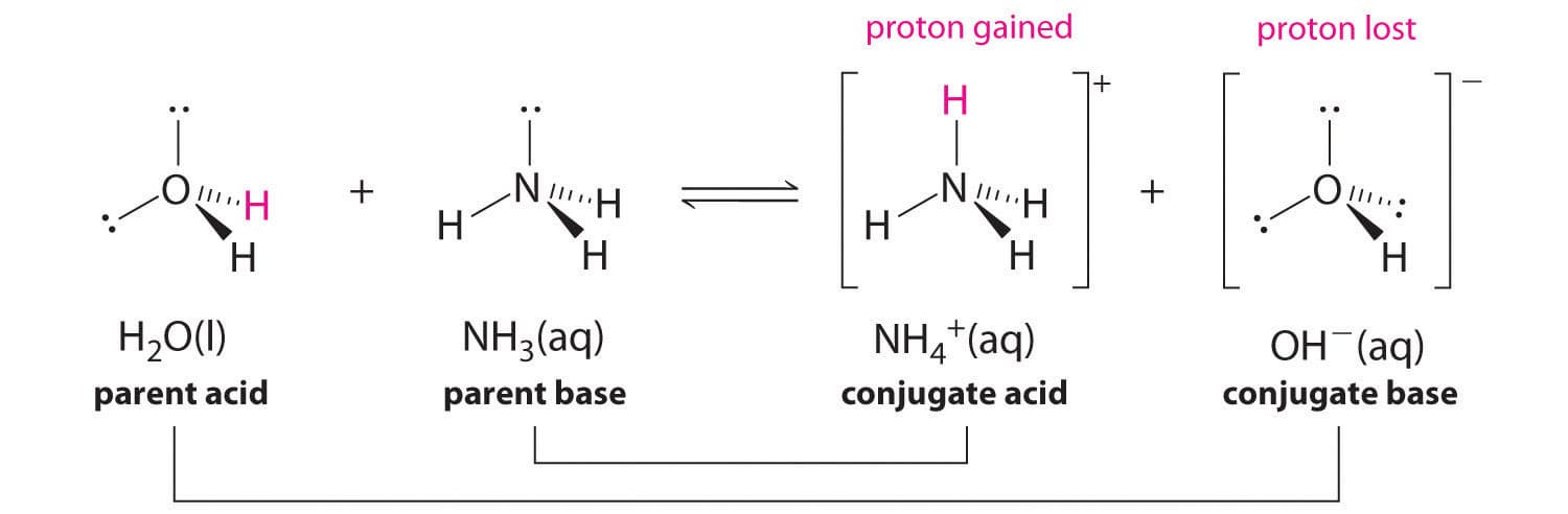 proton gained
proton lost
H
OH
N.
H
Н
H
HN
H20()
NH3(aq)
NH2 (aq)
OH (aq)
parent acid
parent base
conjugate acid
conjugate base
