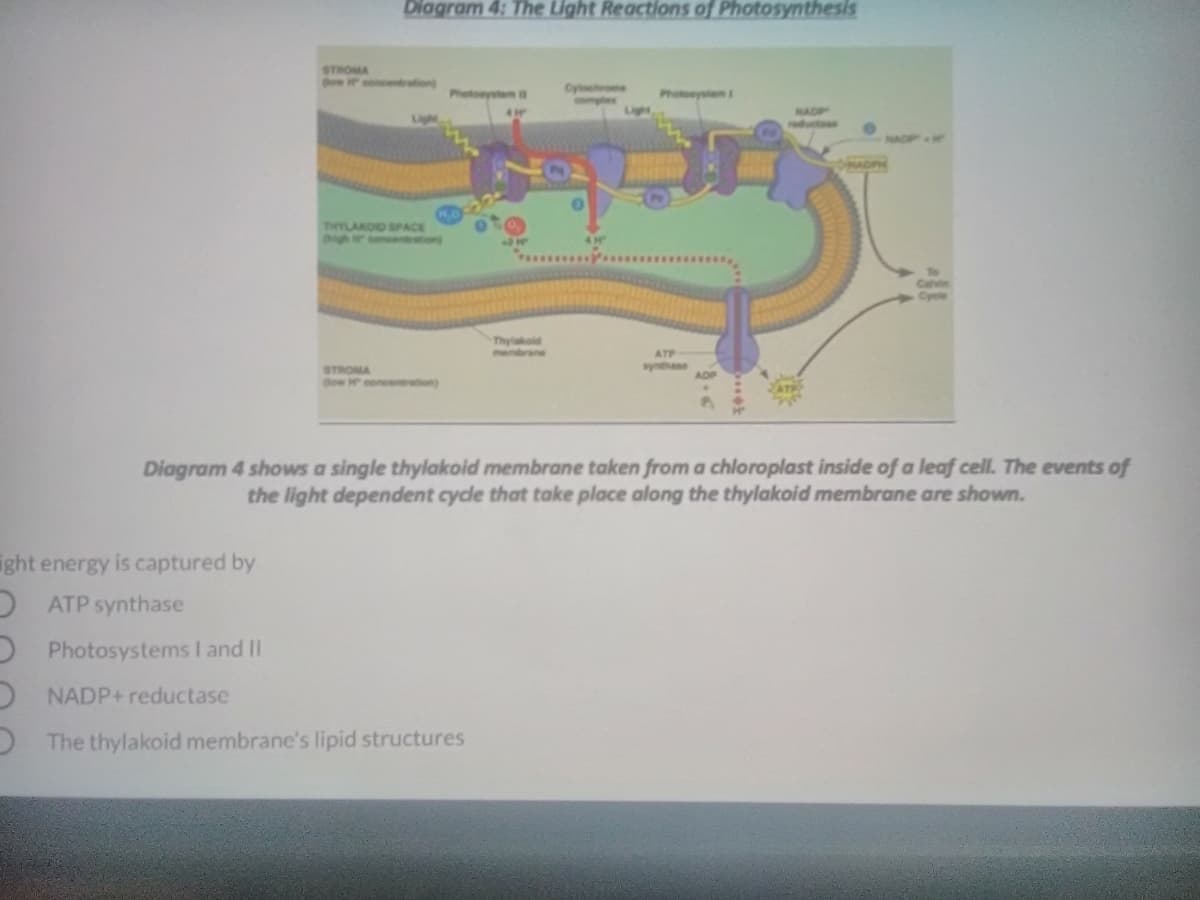 Dlagram 4: The Light Reactions of Photosynthesis
STROMA
ow soncedration
Oytnho e
mples
Photoeystem B
Photoeystan I
NADP
Light
OPM
THYLAKOID SPACE
gh r cenentration
Cavin
Cyele
Thylakoid
membrane
ATP
STROMA
dow H ooncentration)
ythse
ADP
Diagram 4 shows a single thylakoid membrane taken from a chloroplast inside of a leaf cell. The events of
the light dependent cydle that take place along the thylakoid membrane are shown.
ight energy is captured by
ATP synthase
O Photosystems I and II
D NADP+ reductase
O The thylakoid membrane's lipid structures
