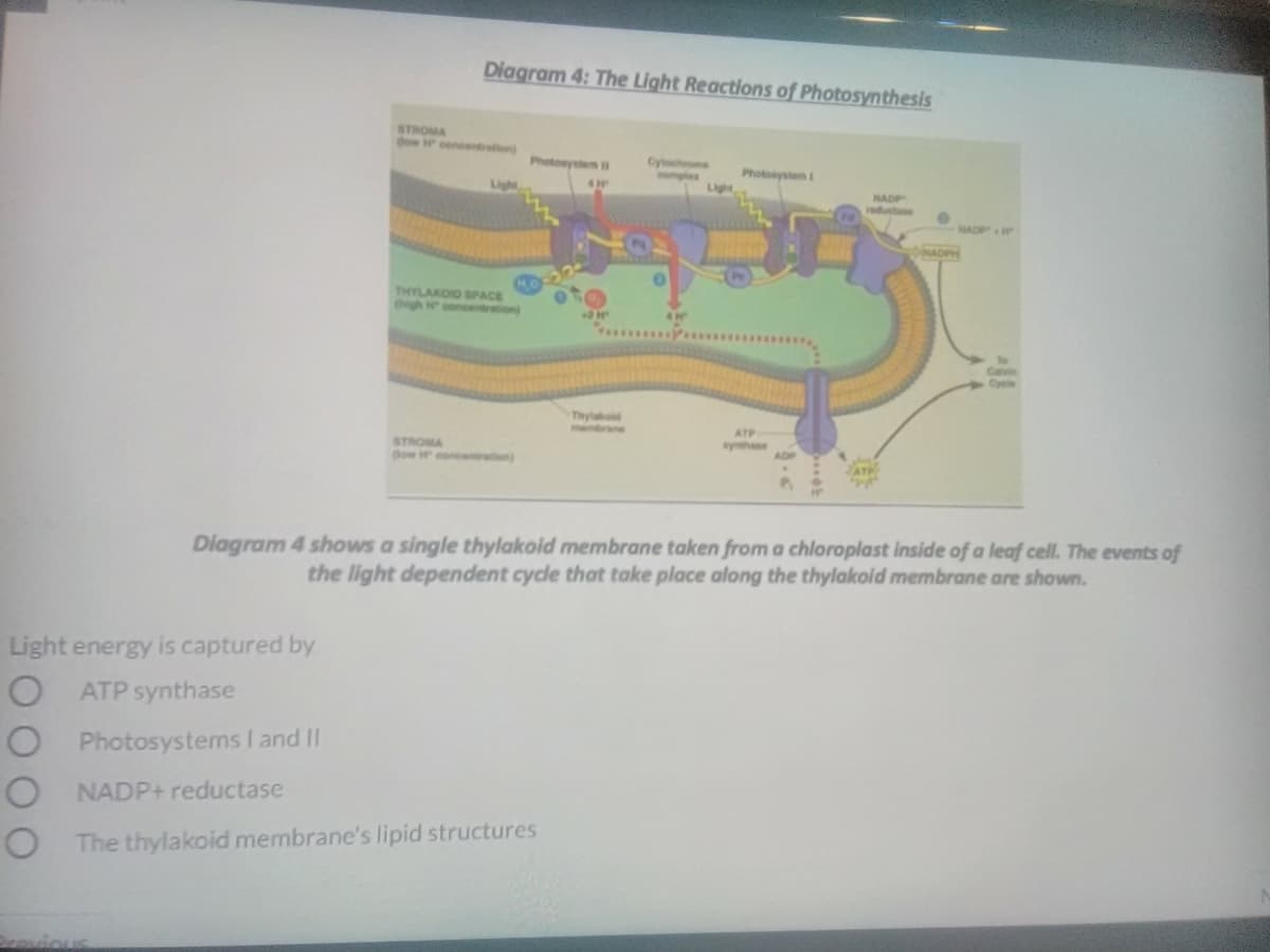 Diagram 4: The Light Reactions of Photosynthesis
STROMA
dow concentralion
Photonystem B
Cytch e
Photosystem
Light
omplex
Light
NADP
reductoe
NADP
NADPH
THYLAKOID SPACE
igh
ooncentration)
Cavin
Cyle
Thylakid
menbrane
ATP
STROMA
ow H eone
sythase
ADP
ATP
Diagram 4 shows a single thylakoid membrane taken from a chloroplast inside of a leaf cell. The events of
the light dependent cycle that take place along the thylakoid membrane are shown.
Light energy is captured by
O ATP synthase
O Photosystems I and II
O NADP+ reductase
The thylakoid membrane's lipid structures
Drovious
