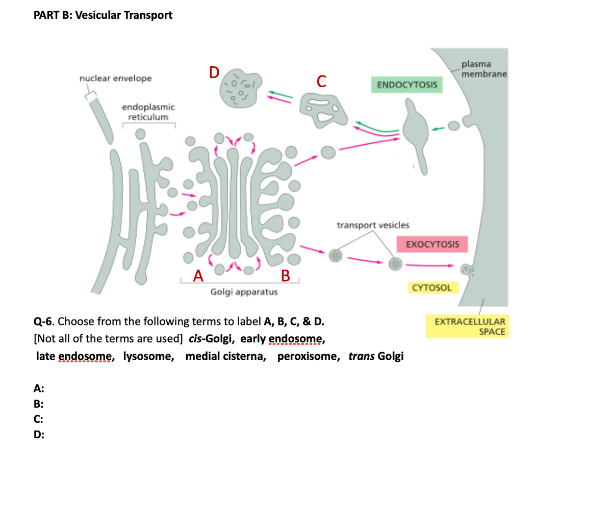 PART B: Vesicular Transport
D
plasma
membrane
nuclear envelope
C
ENDOCYTOSIS
endoplasmic
reticulum
transport vesicles
EXOCYTOSIS
A
В
CYTOSOL
Golgi apparatus
Q-6. Choose from the following terms to label A, B, C, & D.
EXTRACELLULAR
SPACE
[Not all of the terms are used] cis-Golgi, early endosome,
late endosome, lysosome, medial cisterna, peroxisome, trans Golgi
A:
B:
C:
D:
