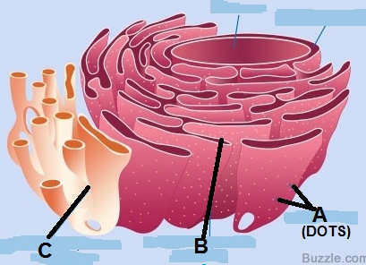 (DOTS)
B
Buzzle.com
