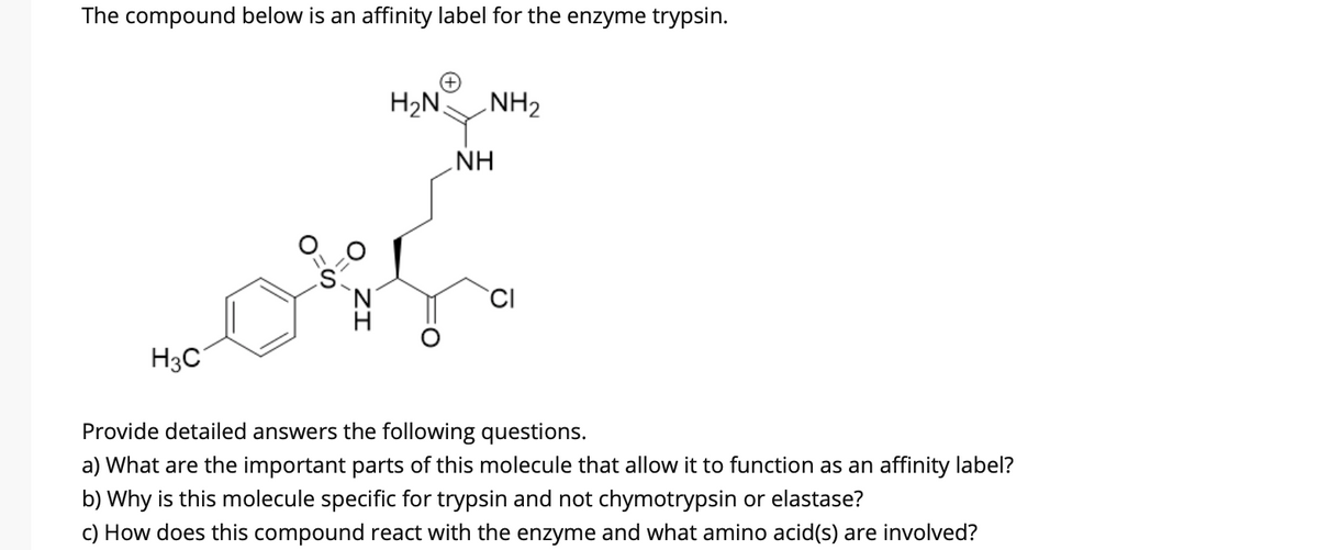 The compound below is an affinity label for the enzyme trypsin.
H2N
NH2
NH
CI
H3C
Provide detailed answers the following questions.
a) What are the important parts of this molecule that allow it to function as an affinity label?
b) Why is this molecule specific for trypsin and not chymotrypsin or elastase?
c) How does this compound react with the enzyme and what amino acid(s) are involved?
ZI
