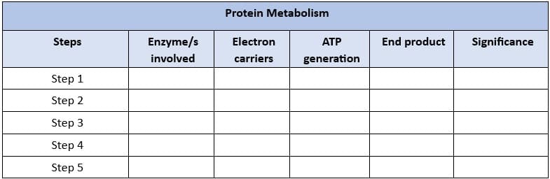 Steps
Step 1
Step 2
Step 3
Step 4
Step 5
Enzyme/s
involved
Protein Metabolism
Electron
carriers
ATP
generation
End product
Significance