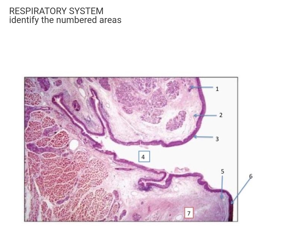 RESPIRATORY SYSTEM
identify the numbered areas
1
2
4
7

