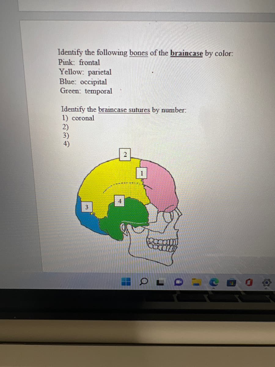 Identify the following bones of the braincase by color:
Pink: frontal
Yellow: parietal
Blue: occipital
Green: temporal
Identify the braincase sutures by number:
1) coronal
3
2
1
Q
11
Ô
