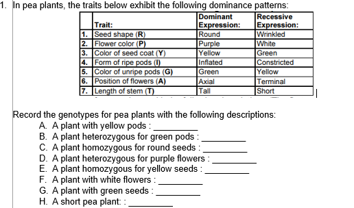 1. In pea plants, the traits below exhibit the following dominance patterns:
Recessive
Expression:
Wrinkled
White
Green
Constricted
Yellow
Terminal
Short
Trait:
1. Seed shape (R)
2. Flower color (P)
3. Color of seed coat (Y)
4. Form of ripe pods (1)
5. Color of unripe pods (G)
6. Position of flowers (A)
7. Length of stem (T)
Dominant
Expression:
Round
Purple
Yellow
Inflated
Green
Axial
Tall
Record the genotypes for pea plants with the following descriptions:
A. A plant with yellow pods :
B. A plant heterozygous for green pods :
C. A plant homozygous for round seeds :
A plant heterozygous for purple flowers :
E. A plant homozygous for yellow seeds :
F. A plant with white flowers :
G. A plant with green seeds :
H. A short pea plant: :
