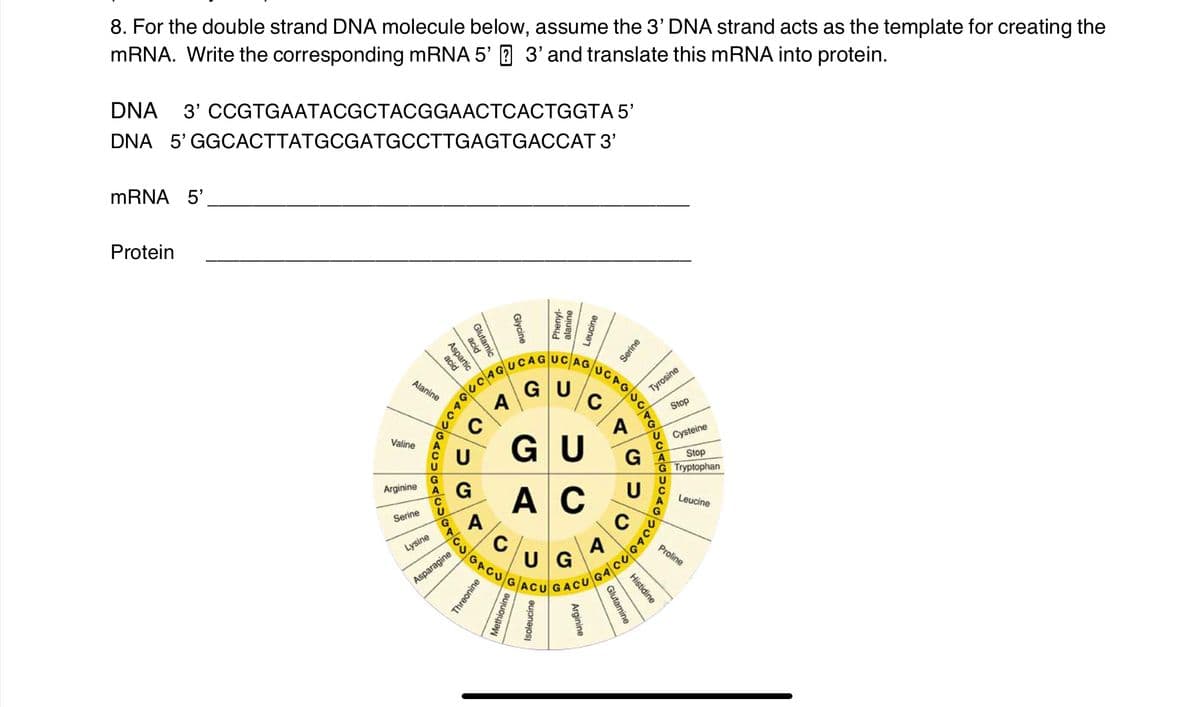 8. For the double strand DNA molecule below, assume the 3' DNA strand acts as the template for creating the
MRNA. Write the corresponding MRNA 5' 1 3' and translate this mRNA into protein.
DNA 3' CGTGAATACGCTACGGAACTCACTGGTA 5'
DNA 5' GGCACTTATGCGATGCCTTGAGTGACCAT 3'
MRNA 5'
Protein
UCAGUCAG
UCPG
Alanine
GU
U/c
GU
A
Tyrosine
C
Stop
A
G
Cysteine
Valine
G A
Stop
G Tryptophan
Arginine
A G
AC
A
C
UG
ACUGACU
C
Leucine
Serine
G
C
A
Lysine
Proline
Asparagine
Glycine
alanine
Leucine
Phenyl-
Serine
Glutamic
acid
Aspartic
acid
Histidine
Glutamine
Threonine
