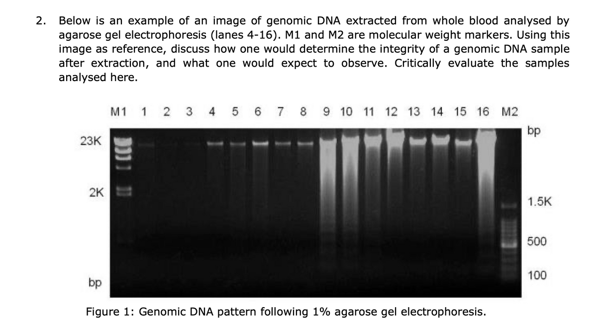 2. Below is an example of an image of genomic DNA extracted from whole blood analysed by
agarose gel electrophoresis (lanes 4-16). M1 and M2 are molecular weight markers. Using this
image as reference, discuss how one would determine the integrity of a genomic DNA sample
after extraction, and what one would expect to observe. Critically evaluate the samples
analysed here.
23K
M1 1 2 3 4 5 6 7 8 9 10 11 12 13 14 15 16 M2
bp
2K
bp
Figure 1: Genomic DNA pattern following 1% agarose gel electrophoresis.
1.5K
500
100