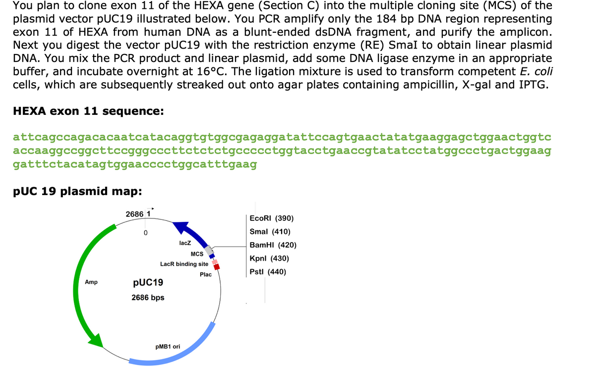 You plan to clone exon 11 of the HEXA gene (Section C) into the multiple cloning site (MCS) of the
plasmid vector pUC19 illustrated below. You PCR amplify only the 184 bp DNA region representing
exon 11 of HEXA from human DNA as a blunt-ended dsDNA fragment, and purify the amplicon.
Next you digest the vector pUC19 with the restriction enzyme (RE) Smal to obtain linear plasmid
DNA. You mix the PCR product and linear plasmid, add some DNA ligase enzyme in an appropriate
buffer, and incubate overnight at 16°C. The ligation mixture is used to transform competent E. coli
cells, which are subsequently streaked out onto agar plates containing ampicillin, X-gal and IPTG.
HEXA exon 11 sequence:
attcagccagacacaatcatacaggtgtggcgagaggatattccagtgaactatatgaaggagctggaactggtc
accaaggccggcttccgggcccttctctctgccccctggtacctgaaccgtatatcctatggccctgactggaag
gatttctacatagtggaacccctggcatttgaag
PUC 19 plasmid map:
2686 1
0
lacZ
EcoRI (390)
Smal (410)
BamHI (420)
MCS
Kpnl (430)
LacR binding site
Plac
Pstl (440)
PUC19
Amp
2686 bps
PMB1 ori