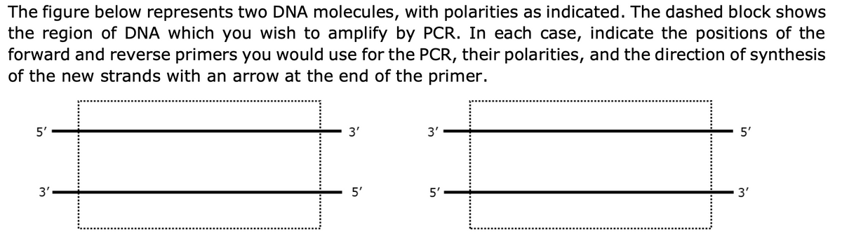 The figure below represents two DNA molecules, with polarities as indicated. The dashed block shows
the region of DNA which you wish to amplify by PCR. In each case, indicate the positions of the
forward and reverse primers you would use for the PCR, their polarities, and the direction of synthesis
of the new strands with an arrow at the end of the primer.
5'
3'
-------------------
3'
3'
5'
5'
------------------------------
5'
3'