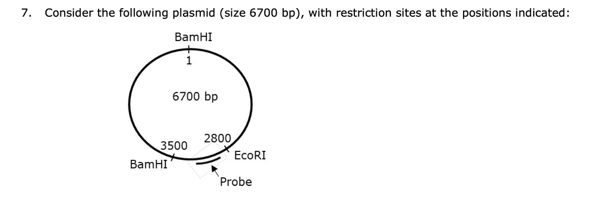 7.
Consider the following plasmid (size 6700 bp), with restriction sites at the positions indicated:
BamHI
+
1
6700 bp
2800
3500
EcoRI
BamHI
Probe