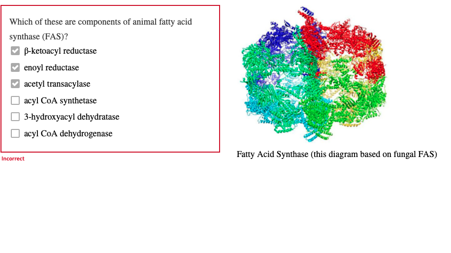 Which of these are components of animal fatty acid
synthase (FAS)?
✔B-ketoacyl reductase
enoyl reductase
acetyl transacylase
acyl CoA synthetase
3-hydroxyacyl dehydratase
acyl CoA dehydrogenase
Incorrect
Fatty Acid Synthase (this diagram based on fungal FAS)