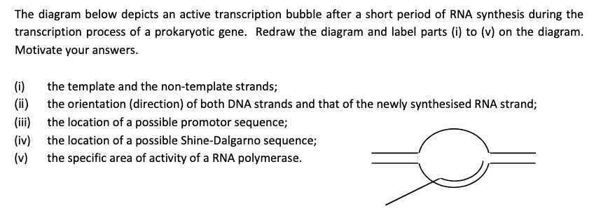 The diagram below depicts an active transcription bubble after a short period of RNA synthesis during the
transcription process of a prokaryotic gene. Redraw the diagram and label parts (i) to (v) on the diagram.
Motivate your answers.
(i)
the template and the non-template strands;
(ii) the orientation (direction) of both DNA strands and that of the newly synthesised RNA strand;
(iii) the location of a possible promotor sequence;
(iv) the location of a possible Shine-Dalgarno sequence;
(v)
the specific area of activity of a RNA polymerase.
