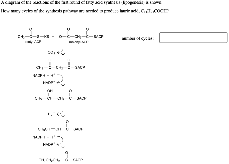 A diagram of the reactions of the first round of fatty acid synthesis (lipogenesis) is shown.
How many cycles of the synthesis pathway are needed to produce lauric acid, C11H23COOH?
||
CH3 C S KSO-C-CH₂-C-SACP
acetyl-ACP
malonyl-ACP
CO₂
||
CH3 C-CH₂-C-SACP
||
NADPH + H+
NADP+
OH
요
CH3 CH-CH₂-C-SACP
d
ord
H₂O
CH3CH=CH-C-SACP
d
NADPH + H+
NADP+
CH3CH₂CH2 C-SACP
number of cycles:
