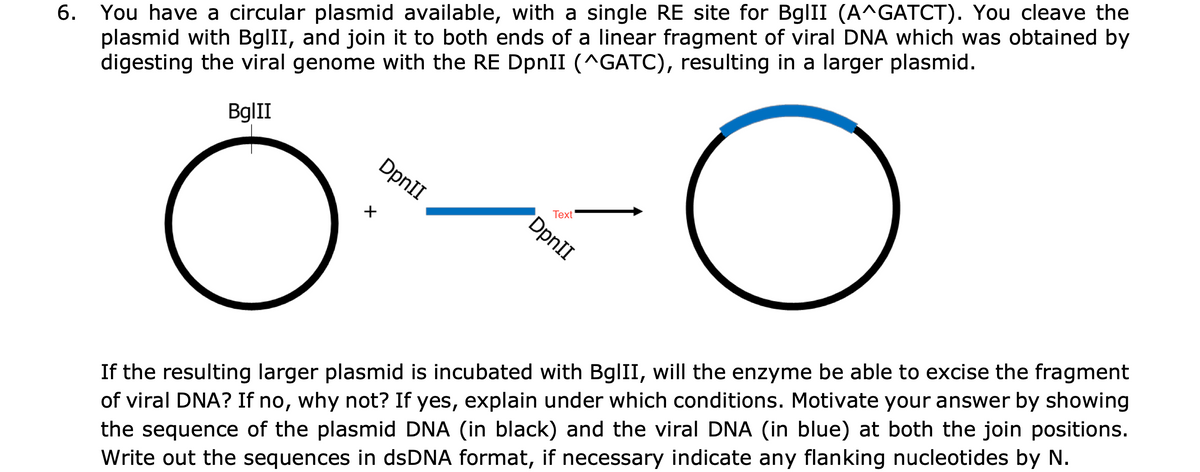BglII
6. You have a circular plasmid available, with a single RE site for BglII (A^GATCT). You cleave the
plasmid with BglII, and join it to both ends of a linear fragment of viral DNA which was obtained by
digesting the viral genome with the RE DpnII (^GATC), resulting in a larger plasmid.
☑
DpnII
Text
DpnII
O
If the resulting larger plasmid is incubated with BglII, will the enzyme be able to excise the fragment
of viral DNA? If no, why not? If yes, explain under which conditions. Motivate your answer by showing
the sequence of the plasmid DNA (in black) and the viral DNA (in blue) at both the join positions.
Write out the sequences in dsDNA format, if necessary indicate any flanking nucleotides by N.