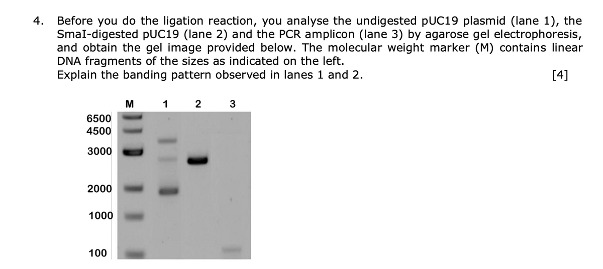 4.
Before you do the ligation reaction, you analyse the undigested pUC19 plasmid (lane 1), the
SmaI-digested pUC19 (lane 2) and the PCR amplicon (lane 3) by agarose gel electrophoresis,
and obtain the gel image provided below. The molecular weight marker (M) contains linear
DNA fragments of the sizes as indicated on the left.
Explain the banding pattern observed in lanes 1 and 2.
[4]
M
1 2
3
6500
4500
3000
2000
1000
100