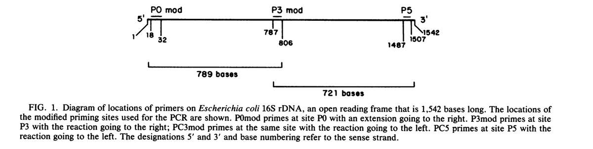PO mod
5'
787
18
32
806
789 bases
P3 mod
P5
3'
1542
1507
1487
721 bases
FIG. 1. Diagram of locations of primers on Escherichia coli 16S rDNA, an open reading frame that is 1,542 bases long. The locations of
the modified priming sites used for the PCR are shown. Pomod primes at site PO with an extension going to the right. P3mod primes at site
P3 with the reaction going to the right; PC3mod primes at the same site with the reaction going to the left. PC5 primes at site P5 with the
reaction going to the left. The designations 5' and 3' and base numbering refer to the sense strand.