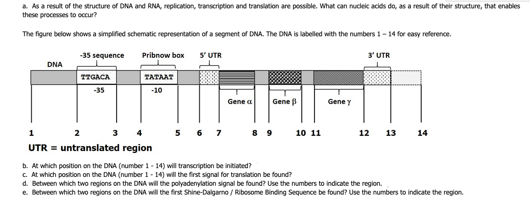 a. As a result of the structure of DNA and RNA, replication, transcription and translation are possible. What can nucleic acids do, as a result of their structure, that enables
these processes to occur?
The figure below shows a simplified schematic representation of a segment of DNA. The DNA is labelled with the numbers 1 – 14 for easy reference.
-35 sequence
Pribnow box
5' UTR
3' UTR
DNA
TTGACA
TATAAT
-35
-10
Gene a
Gene B
Gene y
1
2
3
4
5
6
7
8 9
10 11
12
13
14
UTR = untranslated region
b. At which position on the DNA (number 1 - 14) will transcription be initiated?
c. At which position on the DNA (number 1 - 14) will the first signal for translation be found?
d. Between which two regions on the DNA will the polyadenylation signal be found? Use the numbers to indicate the region.
e. Between which two regions on the DNA will the first Shine-Dalgarno / Ribosome Binding Sequence be found? Use the numbers to indicate the region.
