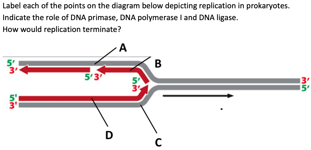 Label each of the points on the diagram below depicting replication in prokaryotes.
Indicate the role of DNA primase, DNA polymerase I and DNA ligase.
How would replication terminate?
5'
3'
im
5'3'
D
A
5'
3'
B