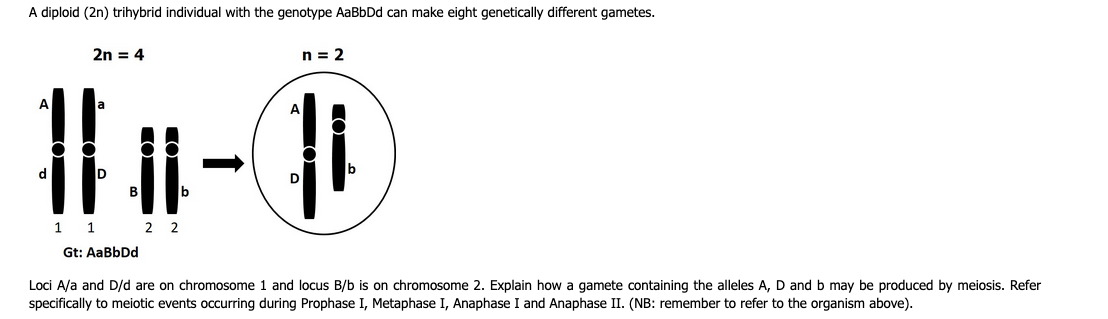 A diploid (2n) trihybrid individual with the genotype AaBbDd can make eight genetically different gametes.
2n = 4
n = 2
(1)
A
d.
ID
1 1
2 2
Gt: AaBbDd
Loci A/a and D/d are on chromosome 1 and locus B/b is on chromosome 2. Explain how a gamete containing the alleles A, D and b may be produced by meiosis. Refer
specifically to meiotic events occurring during Prophase I, Metaphase I, Anaphase I and Anaphase II. (NB: remember to refer to the organism above).
CO
