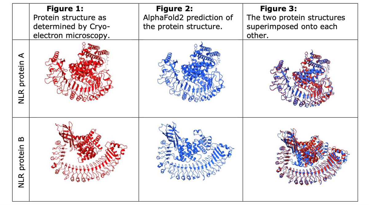 NLR protein B
NLR protein A
Figure 1:
Protein structure as
determined by Cryo-
electron microscopy.
Figure 2:
AlphaFold2 prediction of
the protein structure.
Figure 3:
The two protein structures
superimposed onto each
other.