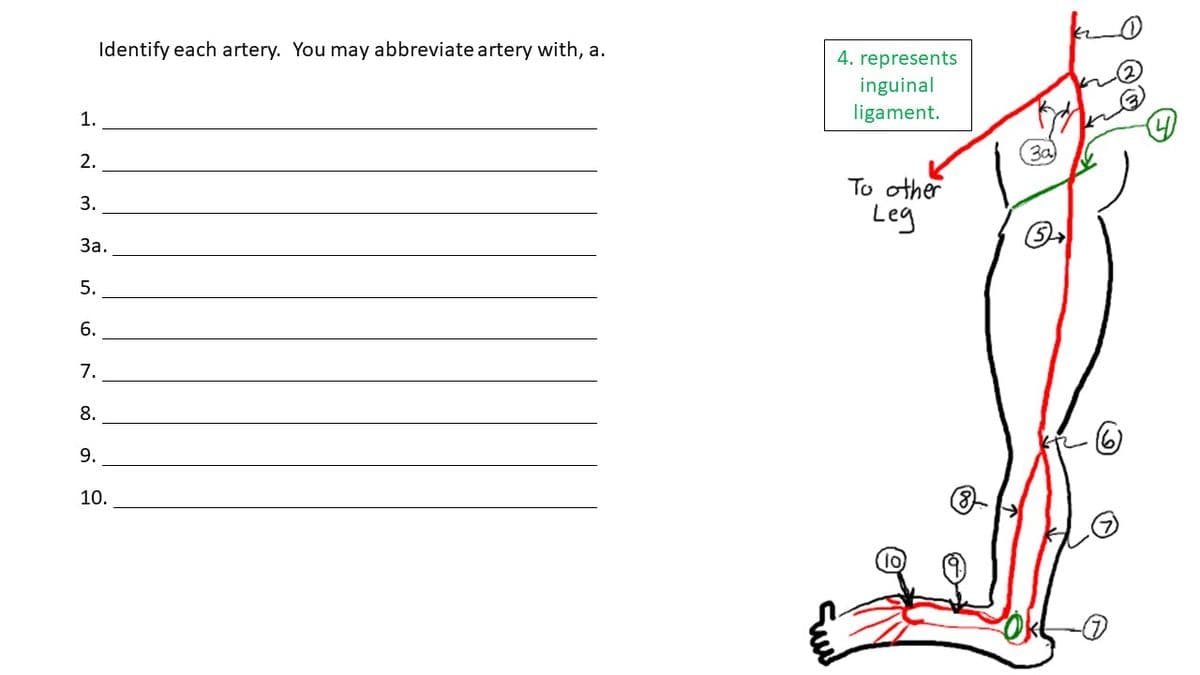 Identify each artery. You may abbreviate artery with, a.
4. represents
inguinal
ligament.
1.
2.
To other
Leg
3.
За.
5.
6.
7.
8.
9.
10.
