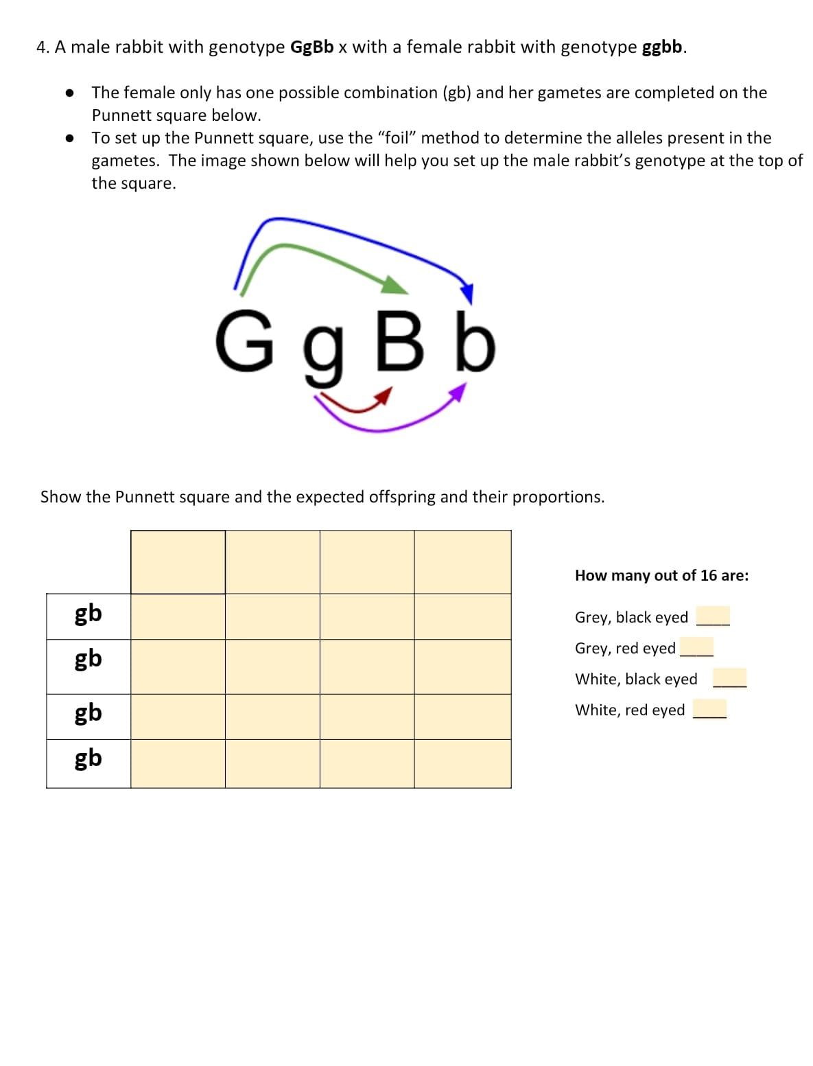 4. A male rabbit with genotype GgBb x with a female rabbit with genotype ggbb.
● The female only has one possible combination (gb) and her gametes are completed on the
Punnett square below.
To set up the Punnett square, use the "foil" method to determine the alleles present in the
gametes. The image shown below will help you set up the male rabbit's genotype at the top of
the square.
●
Show the Punnett square and the expected offspring and their proportions.
gb
gb
G g Bb
gb
gb
How many out of 16 are:
Grey, black eyed
Grey, red eyed
White, black eyed
White, red eyed