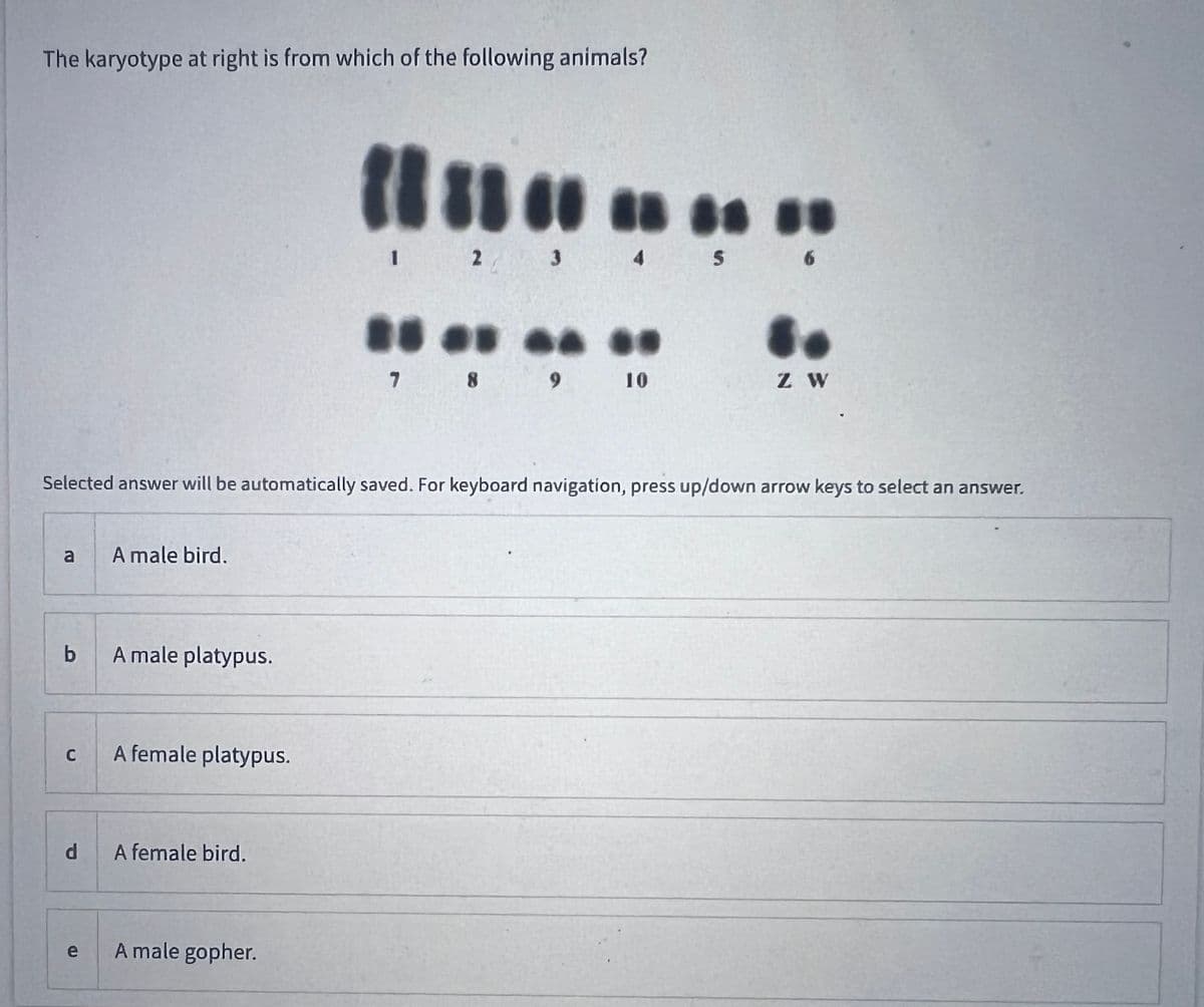 The karyotype at right is from which of the following animals?
a
b
Selected answer will be automatically saved. For keyboard navigation, press up/down arrow keys to select an answer.
C
d
e
A male bird.
A male platypus.
A female platypus.
A female bird.
1883 000
1 2 3 4 5
A male gopher.
7 8 9 10
Z W