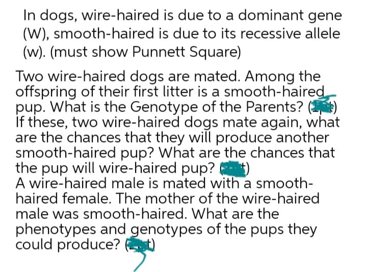In dogs, wire-haired
is due to a dominant gene
(W), smooth-haired is due to its recessive allele
(w). (must show Punnett Square)
Two wire-haired dogs are mated. Among the
offspring of their first litter is a smooth-haired
pup. What is the Genotype of the Parents? ()
If these, two wire-haired dogs mate again, what
are the chances that they will produce another
smooth-haired pup? What are the chances that
the pup will wire-haired pup? (+)
A wire-haired male is mated with a smooth-
haired female. The mother of the wire-haired
male was smooth-haired. What are the
phenotypes and genotypes of the pups they
could produce? (t)
