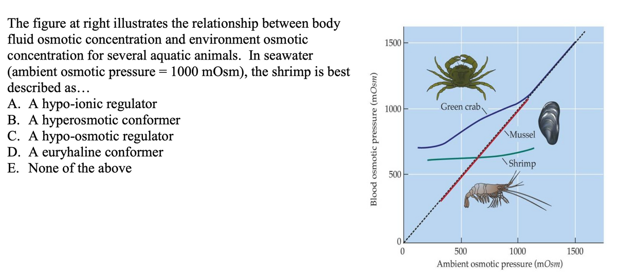 The figure at right illustrates the relationship between body
fluid osmotic concentration and environment osmotic
concentration for several aquatic animals. In seawater
(ambient osmotic pressure = 1000 mOsm), the shrimp is best
described as...
A. A hypo-ionic regulator
B. A hyperosmotic conformer
C. A hypo-osmotic regulator
D. A euryhaline conformer
E. None of the above
Blood osmotic pressure (mOsm)
1500
1000
500
0
0
Green crab
Mussel
Shrimp
500
1000
Ambient osmotic pressure (mOsm)
1500