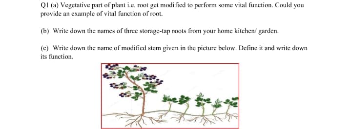 QI (a) Vegetative part of plant i.e. root get modified to perform some vital function. Could you
provide an example of vital function of root.
(b) Write down the names of three storage-tap roots from your home kitchen/ garden.
(c) Write down the name of modified stem given in the picture below. Define it and write down
its function.
