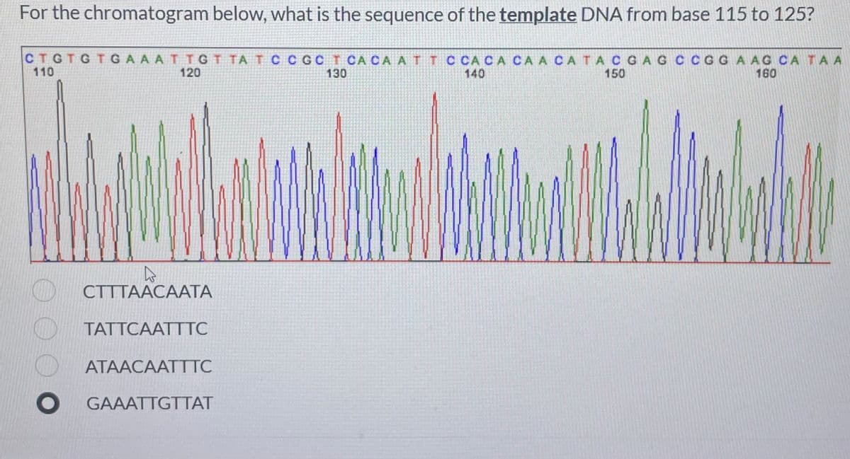 For the chromatogram below, what is the sequence of the template DNA from base 115 to 125?
CTGTGTGAAA TTGT TA T C CGC T CACA A T TCCACA CA A CATACGAG CCGGAAG CA T AA
110
120
130
140
150
160
СТТТААСАAТА
ТАTTCAATTТС
ATAACAATTTC
GAAATTGTTAT
