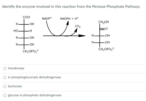 Identify the enzyme involved in this reaction from the Pentose Phosphate Pathway.
H
НО.
H
H
COO™
.OH
H
.OH
.OH
CH₂OPO3²-
O hexokinase
lactonase
NADPH + H+
CO₂
NADP+
v
6-phosphogluconate dehydrogenase
O glucose 6-phosphate dehydrogenase
H.
CH₂OH
.OH
-OH
CH₂OPO3²-