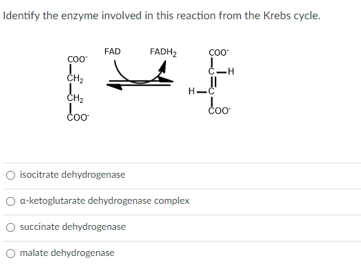 Identify the enzyme involved in this reaction from the Krebs cycle.
FAD
FADH₂
EE
H-
isocitrate dehydrogenase
O a-ketoglutarate dehydrogenase complex
succinate dehydrogenase
O malate dehydrogenase
COO™
C-H
coo