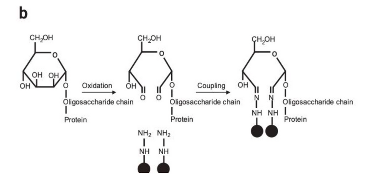 b
CH₂OH
OH OH
OH
Oxidation
OH
Oligosaccharide chain
|
Protein
CH₂OH
CH₂OH
Coupling OH
Oligosaccharide chain N N Oligosaccharide chain
NHANH I
|
Protein
NH2 NH2
-
NH NH
Protein
