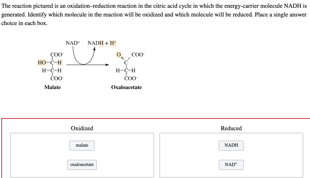 The reaction pictured is an oxidation-reduction reaction in the citric acid cycle in which the energy-carrier molecule NADH is
generated. Identify which molecule in the reaction will be oxidized and which molecule will be reduced. Place a single answer
choice in each box.
COO-
HO-C-H
H-C-H
COO-
Malate
NAD+ NADH + H+
Oxidized
malate
oxaloacetate
COO-
H-C-H
ī
COO-
Oxaloacetate
Reduced
NADH
NAD+
