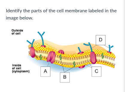 Identify the parts of the cell membrane labeled in the
image below.
Outside
of cell
D
Inside
of cell
(cytoplasm)
A
