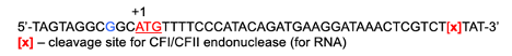 +1
5'-TAGTAGGCGGCATGTTTTCCCATACAGATGAAGGATAAACTCGTCT[x]TAT-3'
[x] - cleavage site for CFI/CFII endonuclease (for RNA)