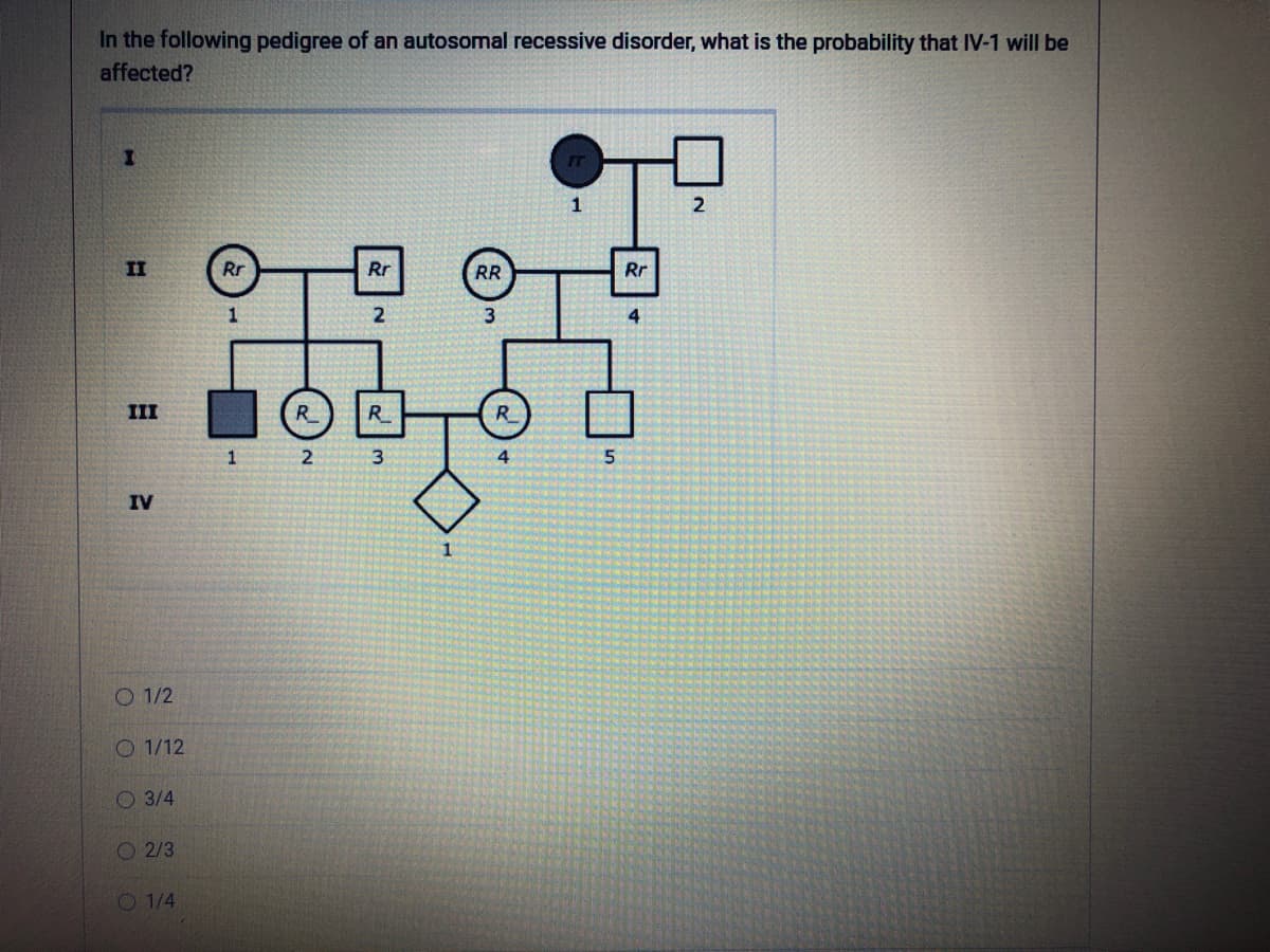 In the following pedigree of an autosomal recessive disorder, what is the probability that IV-1 will be
affected?
I
II
III
IV
1/2
1/12
O 3/4
2/3
O 1/4
Rr
1
R
2
Rr
2
R
3
RR
3
R
1
5
Rr
4
2