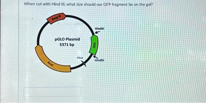 When cut with Hind III, what size should our GFP fragment be on the gel?
Amp-R
PGLO Plasmid
5371 bp
AraC
PBad
Hindill
GFP
Hindill