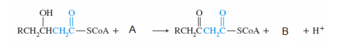 ОН
||
RCH,CHCH,C–SC0A + A
RCH,CCH,C–SCOA
B + H+
+
