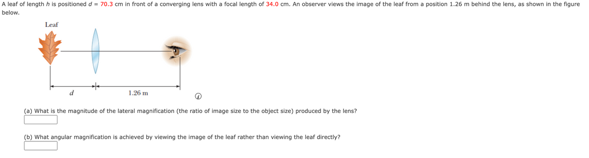 =
A leaf of length his positioned d
below.
Leaf
d
70.3 cm in front of a converging lens with a focal length of 34.0 cm. An observer views the image of the leaf from a position 1.26 m behind the lens, as shown in the figure
1.26 m
(a) What is the magnitude of the lateral magnification (the ratio of image size to the object size) produced by the lens?
(b) What angular magnification is achieved by viewing the image of the leaf rather than viewing the leaf directly?