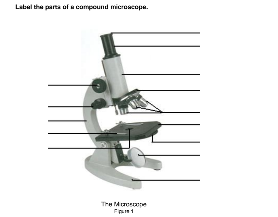 Label the parts of a compound microscope.
The Microscope
Figure 1
