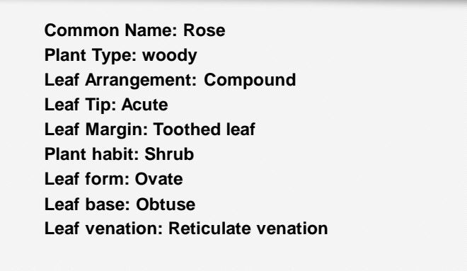 Common Name: Rose
Plant Type: woody
Leaf Arrangement: Compound
Leaf Tip: Acute
Leaf Margin: Toothed leaf
Plant habit: Shrub
Leaf form: Ovate
Leaf base: Obtuse
Leaf venation: Reticulate venation

