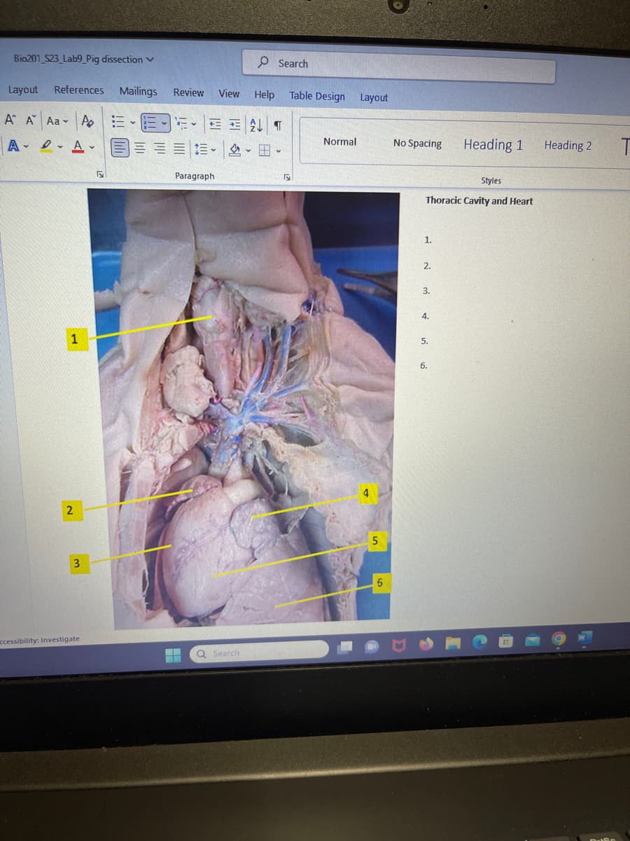 Bio201 S23_Lab9 Pig dissection V
Layout References Mailings
A A Aa Po
v
AA.
1
2
3
ccessibility: Investigate
55
5.
Review View Help
ET
≡ 三 2 田
Paragraph
Search
Q Search
Table Design Layout
5
Normal
4
5
6
No Spacing
Styles
Thoracic Cavity and Heart
1.
2.
3.
4.
5.
Heading 1
6.
Heading 2
W