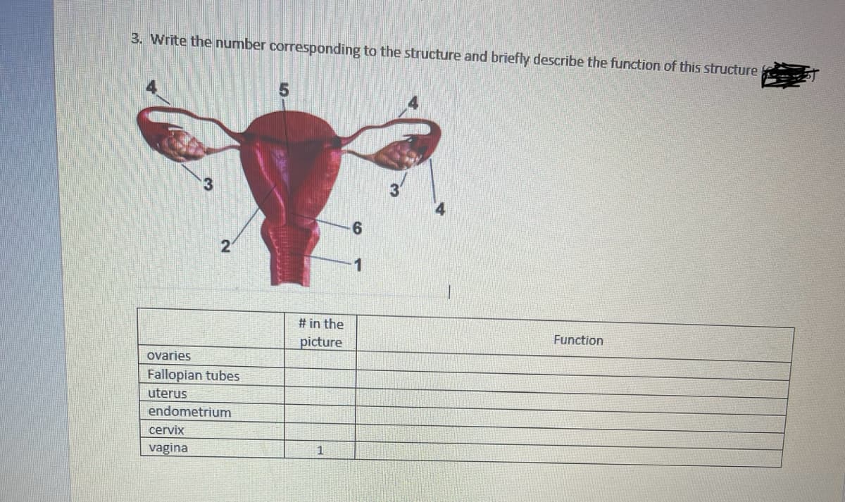 3. Write the number corresponding to the structure and briefly describe the function of this structure
2
ovaries
Fallopian tubes
uterus
endometrium
cervix
vaginal
5
# in the
picture
1
6
Function