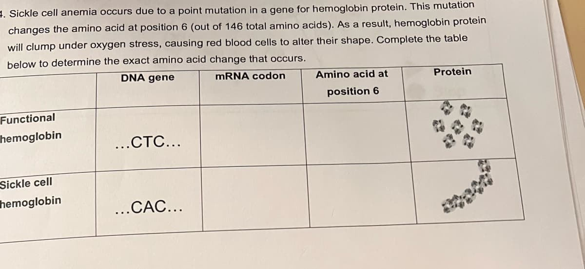 4. Sickle cell anemia occurs due to a point mutation in a gene for hemoglobin protein. This mutation
changes the amino acid at position 6 (out of 146 total amino acids). As a result, hemoglobin protein
will clump under oxygen stress, causing red blood cells to alter their shape. Complete the table
below to determine the exact amino acid change that occurs.
DNA gene
MRNA codon
Amino acid at
Protein
position 6
Functional
hemoglobin
...CTC...
Sickle cell
hemoglobin
...CAC...
