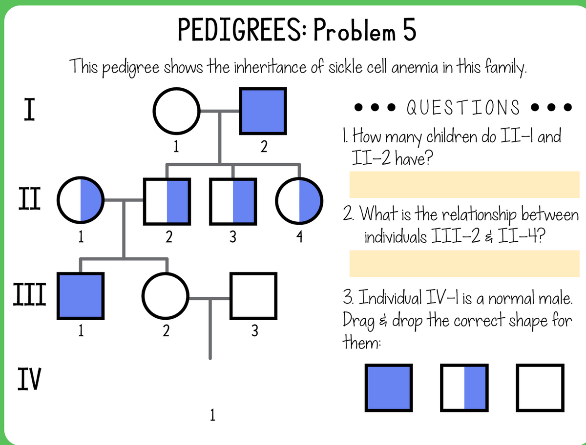 PEDIGREES: Problem 5
This pedigree shows the inheritance of sickle cell anemia in this family.
I
••• QUESTIONS • •
1. How children do II-I and
many
1
2
II-2 have?
II O
2. What is the relationship between
individuals III-2 & II-4?
2
3 4
III
3. Individual IV-I is a normal male.
Drag i drop the correct shape for
them:
1
2
3
IV
1
